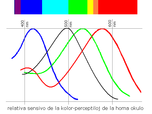 la kolor-sensivo de la homa okulo